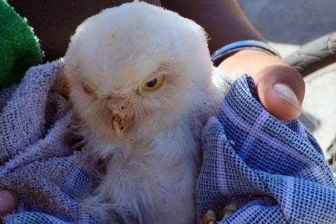 Coruja-buraqueira rara é resgatada pela GCM de Guarulhos e recebe cuidados veterinários