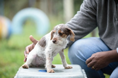 Prefeitura de Guarulhos anuncia dois novos Hospitais Veterinários com atendimento 24 horas