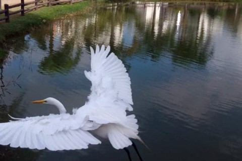 Observação de aves no Bosque Maia é atração gratuita neste sábado