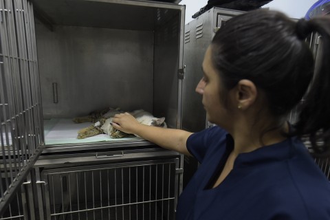 Ação de castração gratuita beneficia 145 gatinhos nesta quarta-feira