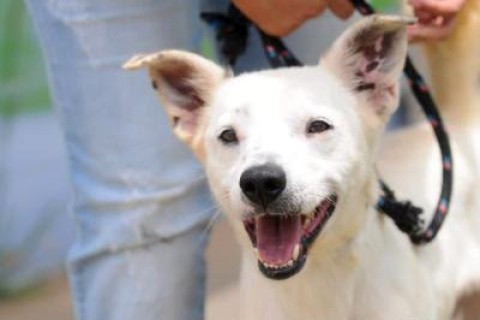 Prefeitura realiza evento de adoção de cães e gatos no próximo sábado