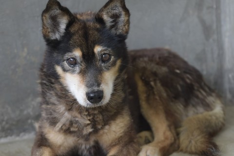 Prefeitura abre mais 320 vagas para castração gratuita de cães e gatos